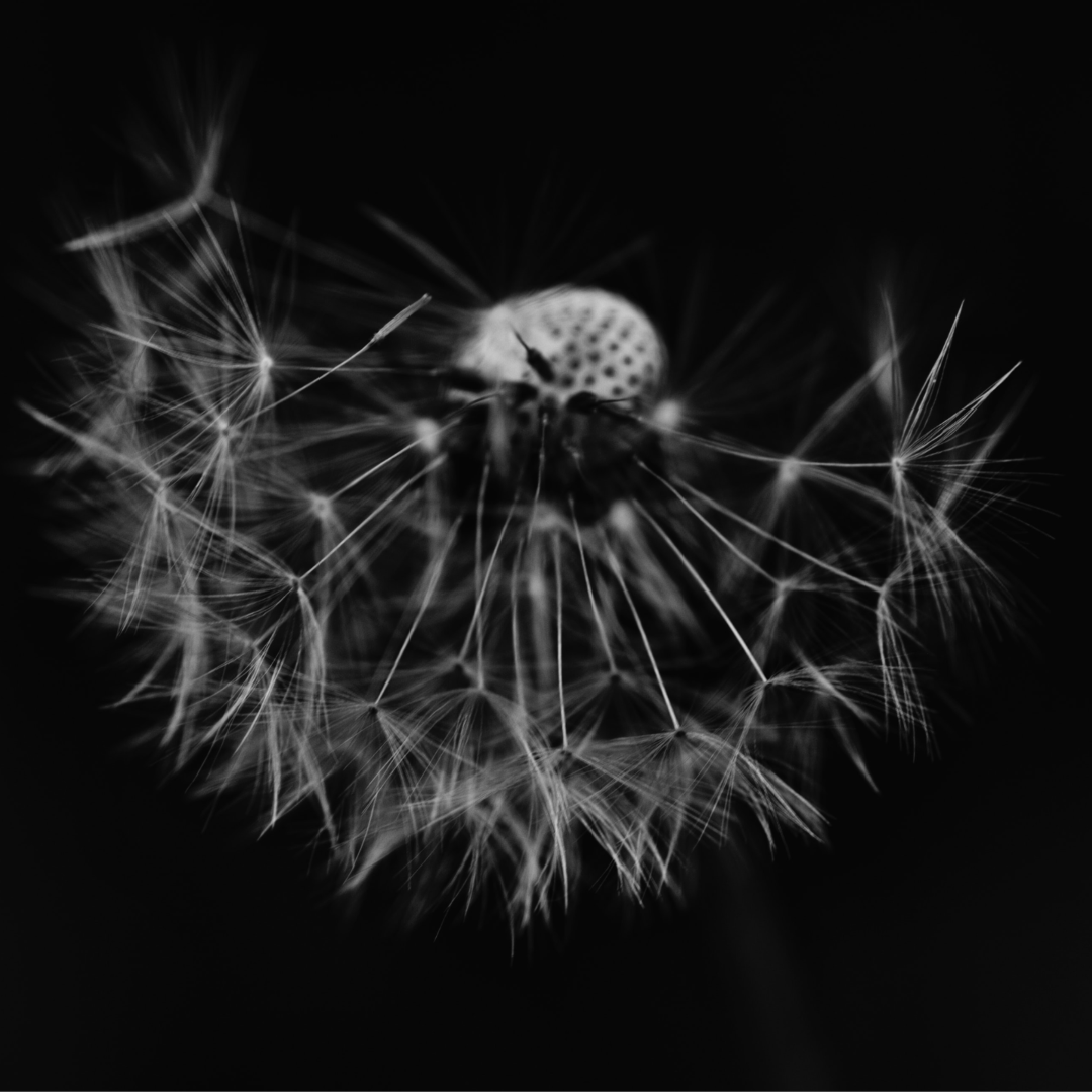 Une photo en gros plan en noir et blanc d'une tête de pissenlit, montrant des graines délicates et vaporeuses rayonnant vers l'extérieur sur un fond sombre et flou.